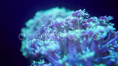 宏4k视频荧光葵慢慢移动它的触角。 珊瑚礁上的海洋水下生物.. 完美完美完美